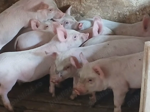 purcei 260 lei bucata  - imagine 3