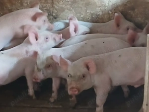 purcei 260 lei bucata 