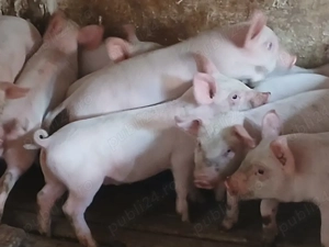 purcei 260 lei bucata  - imagine 4