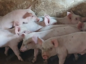 purcei 260 lei bucata  - imagine 2