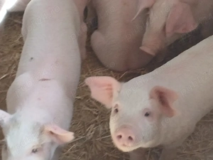 purcei 260 lei bucata  - imagine 5