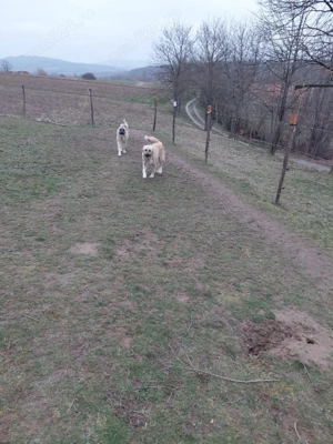 !!! VĂND pui de Kangal !!! - imagine 5