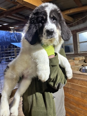 Ciobănesc Românesc de Bucovina 