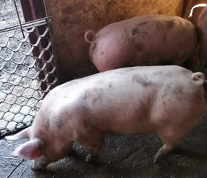 Grăsuni de vânzare  - imagine 4