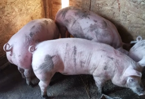 Purcei și grăsuni  - imagine 2