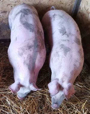 Grăsuni de vânzare 