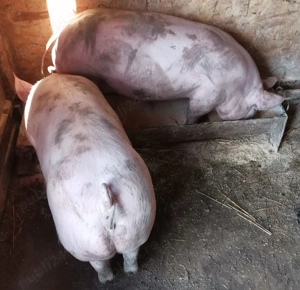 Purcei și grăsuni  - imagine 4