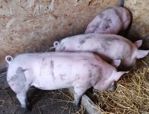 Porci de vânzare  - imagine 3