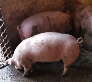 Purcei și grăsuni  - imagine 3