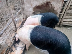 Scrofițe Bazna de vânzare!