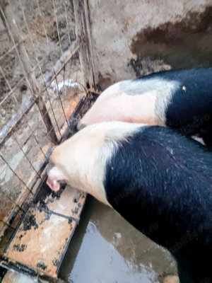 Scrofițe Bazna de vânzare! - imagine 2