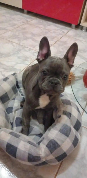 Caine buldog francez - imagine 2