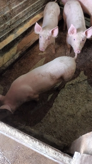 Purcei de carne - imagine 2