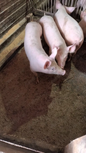 Purcei de carne - imagine 3