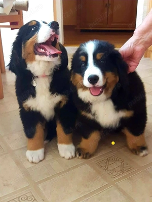 Căței Ciobanesc de Berna - talie Mare - genetică deosebita 