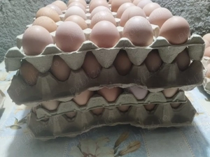 Oua de casa. Gaini proprii 