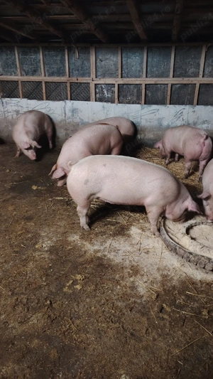 Porci de carne (9 )  - imagine 2