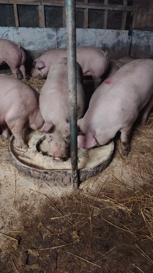 Porci de carne (9 )  - imagine 5