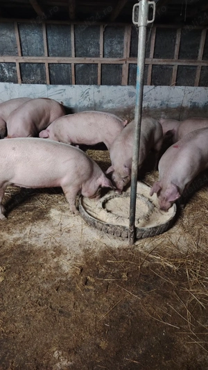 Porci de carne (9 )  - imagine 4