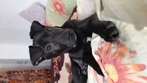 Donez cațelușa aprox 6 7 luni - imagine 3