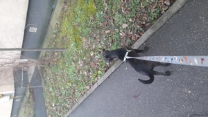 Donez cațelușa aprox 6 7 luni - imagine 2