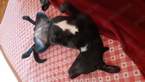 Donez cațelușa aprox 6 7 luni