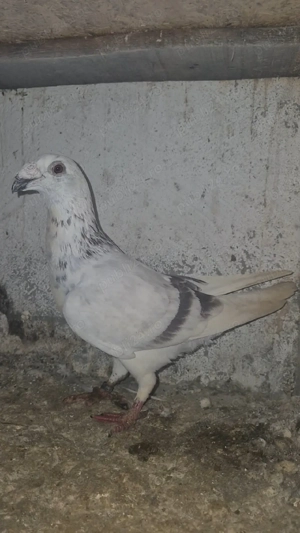 Porumbei stil vechi  - imagine 3