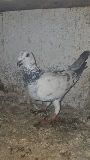 Porumbei stil vechi  - imagine 4