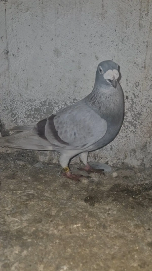 Porumbei stil vechi  - imagine 2