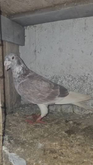 Porumbei stil vechi  - imagine 5