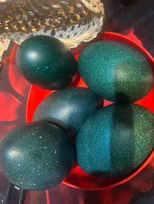 Ouă struți emu incubat sau incondeiat!!! - imagine 2