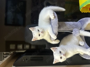 British shorthair white - imagine 3