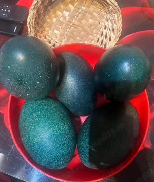 Ouă struți emu incubat sau incondeiat!!!