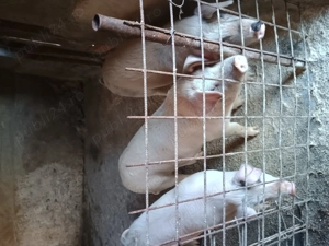 Vând 3 bucăți de soldani