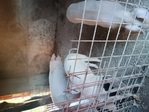 Vând 3 bucăți de soldani - imagine 2