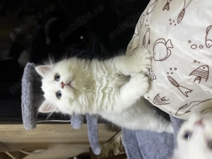 British longhair white-baietel - imagine 3