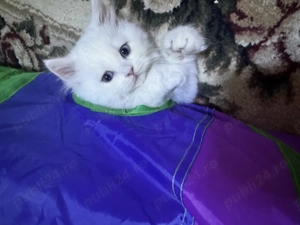 British longhair white-baietel - imagine 2