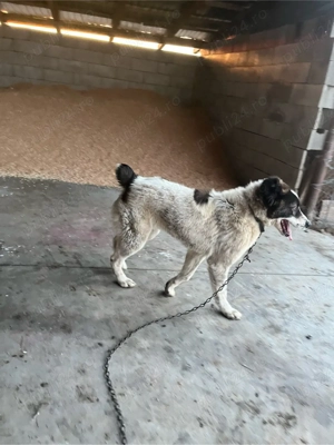 catea asia centrala in calduri 