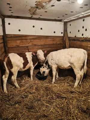 Vând 2 vițele una bălțată românească și una belga 