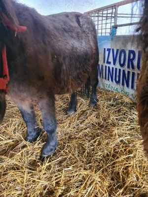 vînd ponei armăsar iepe și mînzuță - imagine 4