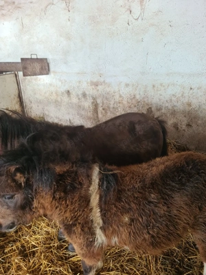 vînd ponei armăsar iepe și mînzuță - imagine 2