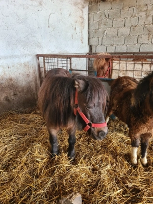 vînd ponei armăsar iepe și mînzuță - imagine 5