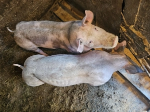 Vand purcei petreni puri