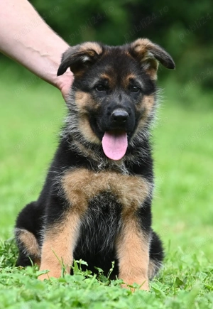 Ciobănesc German de calitate, genetică deosebita,  2 luni, carnet, vaccin, deparazitare  - imagine 2