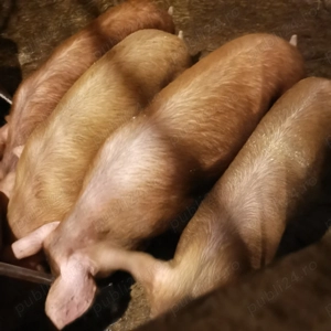 Porc de vanzare - imagine 4