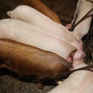 Porc de vanzare - imagine 5