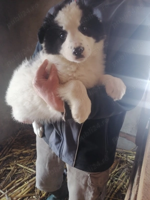 De vânzare sau schimb cățeluș crb  - imagine 2