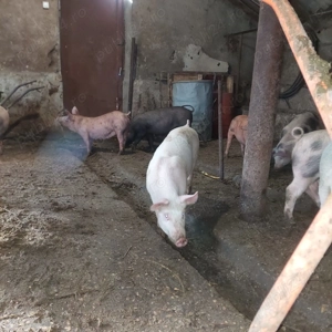 Purcei de vanzare - imagine 3