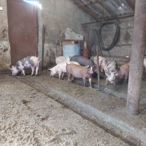 Purcei de vanzare - imagine 5