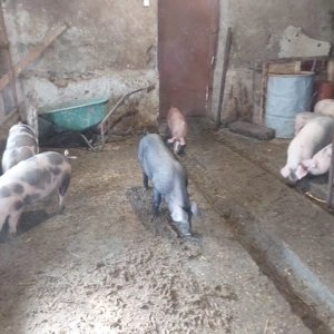 Purcei de vanzare - imagine 2